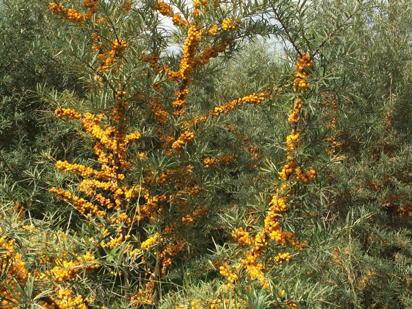 Cătină